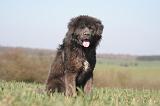 DOGUE DU TIBET 559